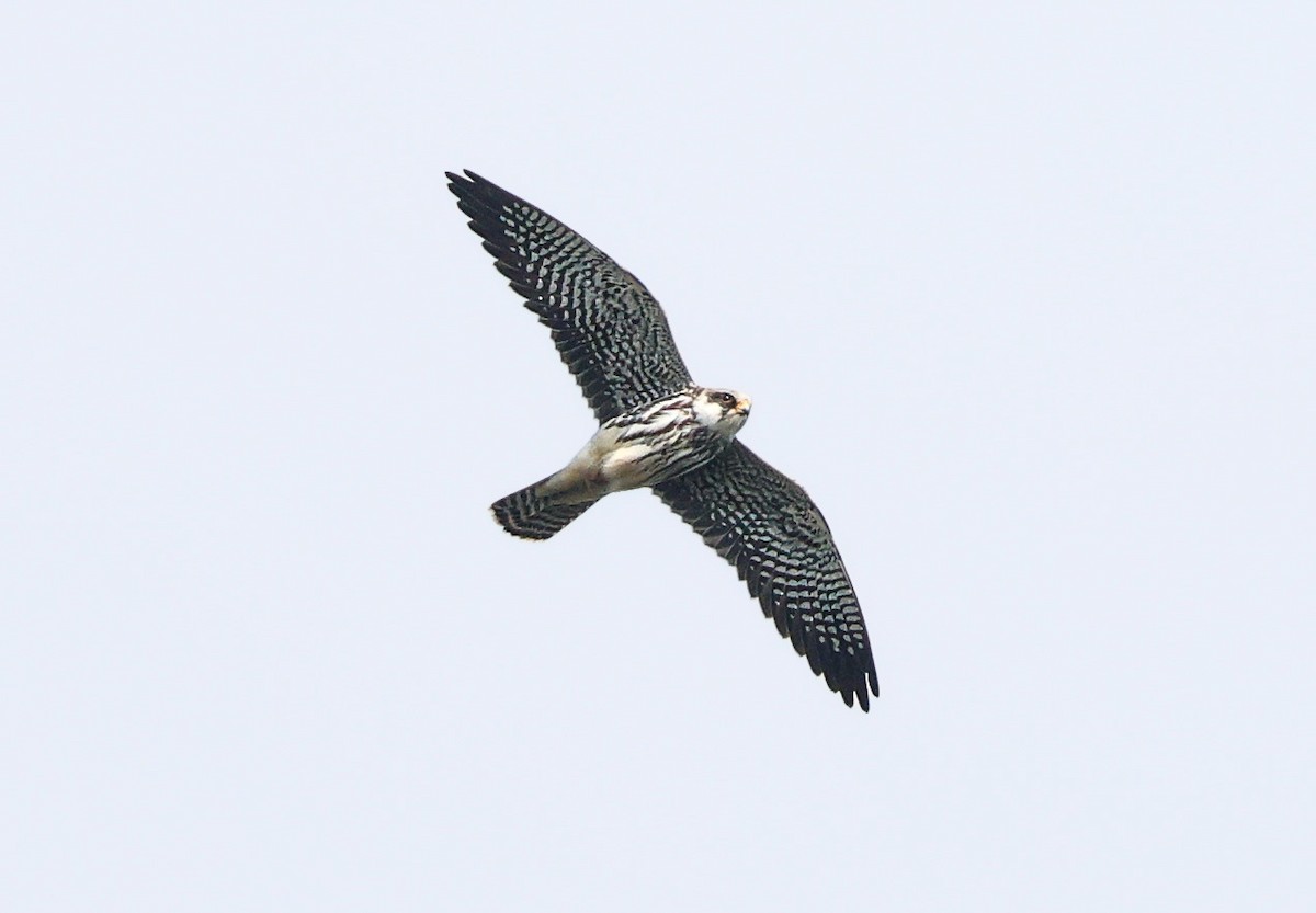 Amur Falcon - ML644455517