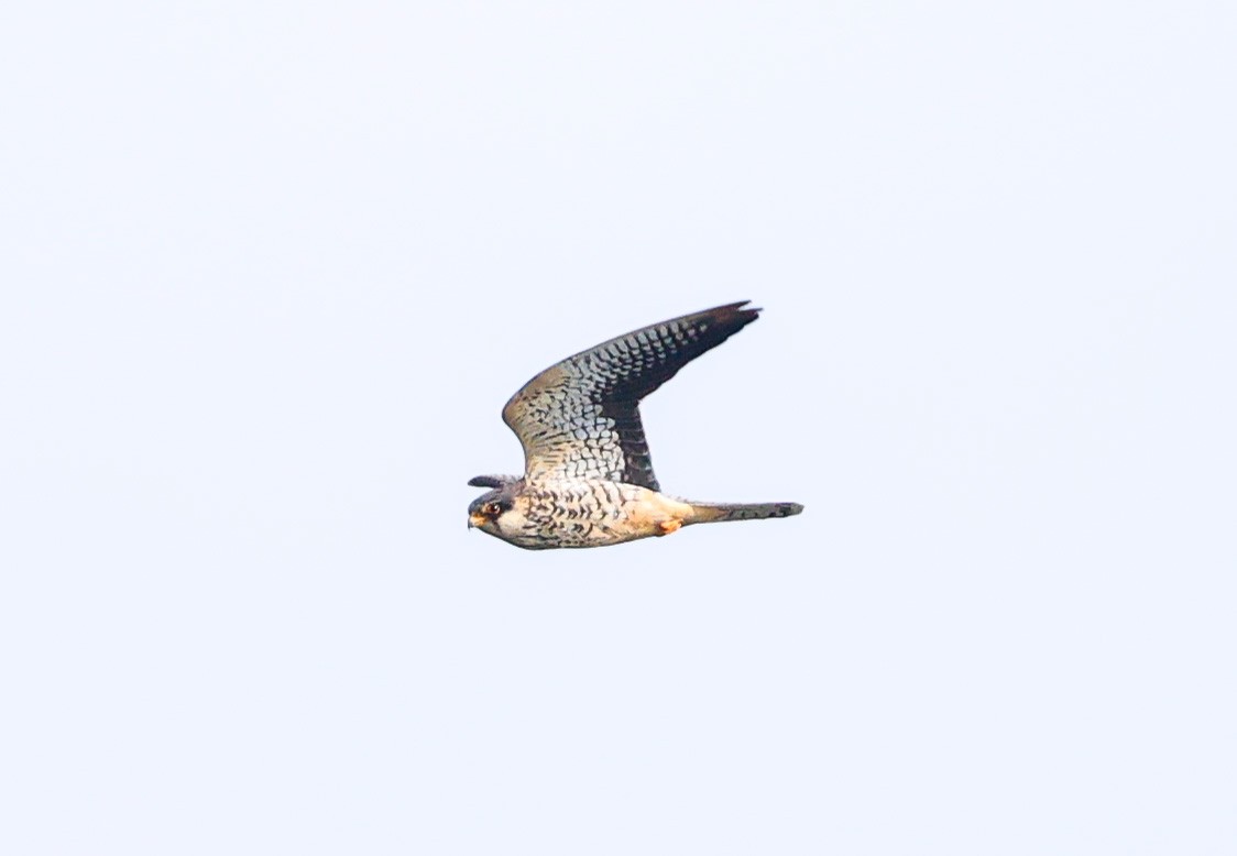 Amur Falcon - ML644455518