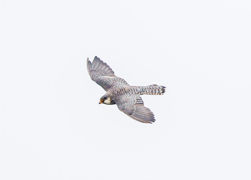 Amur Falcon - ML644455519