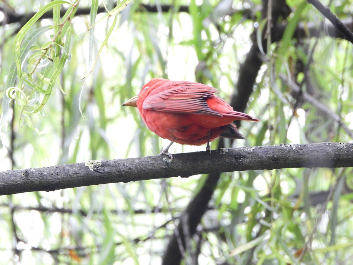 Summer Tanager - ML644455521