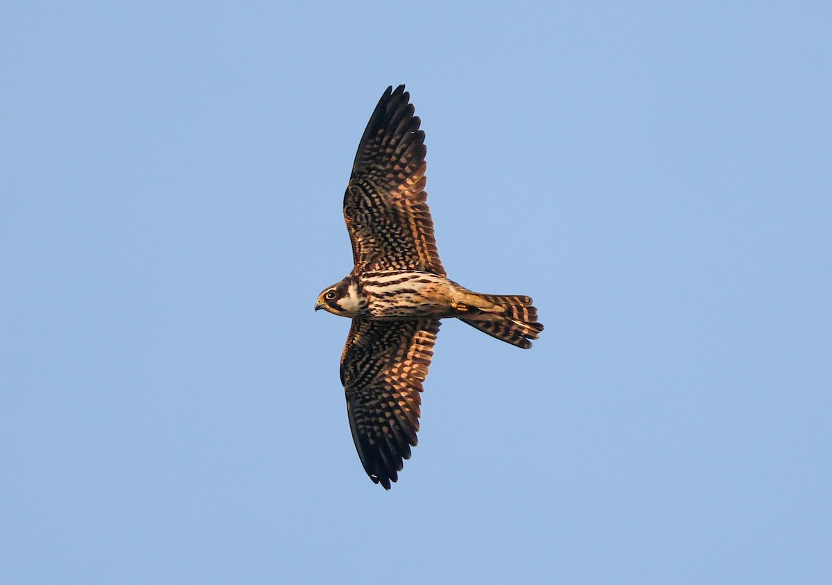 Eurasian Hobby - ML644455522