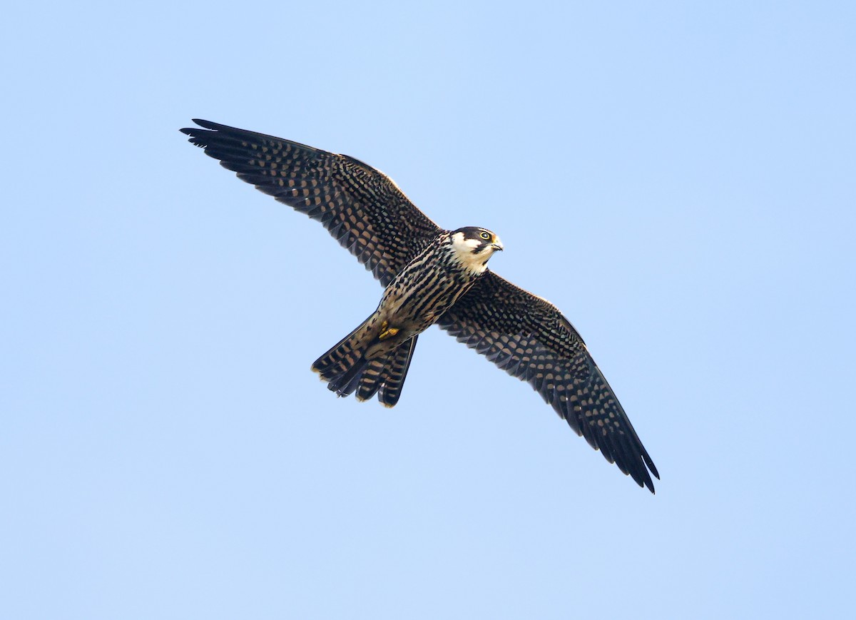 Eurasian Hobby - ML644455523