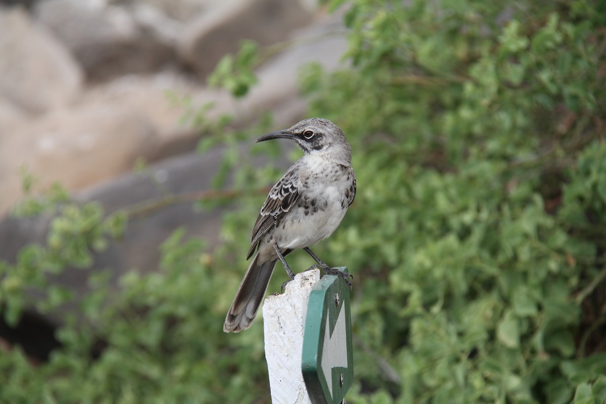 Española Mockingbird - ML644455524