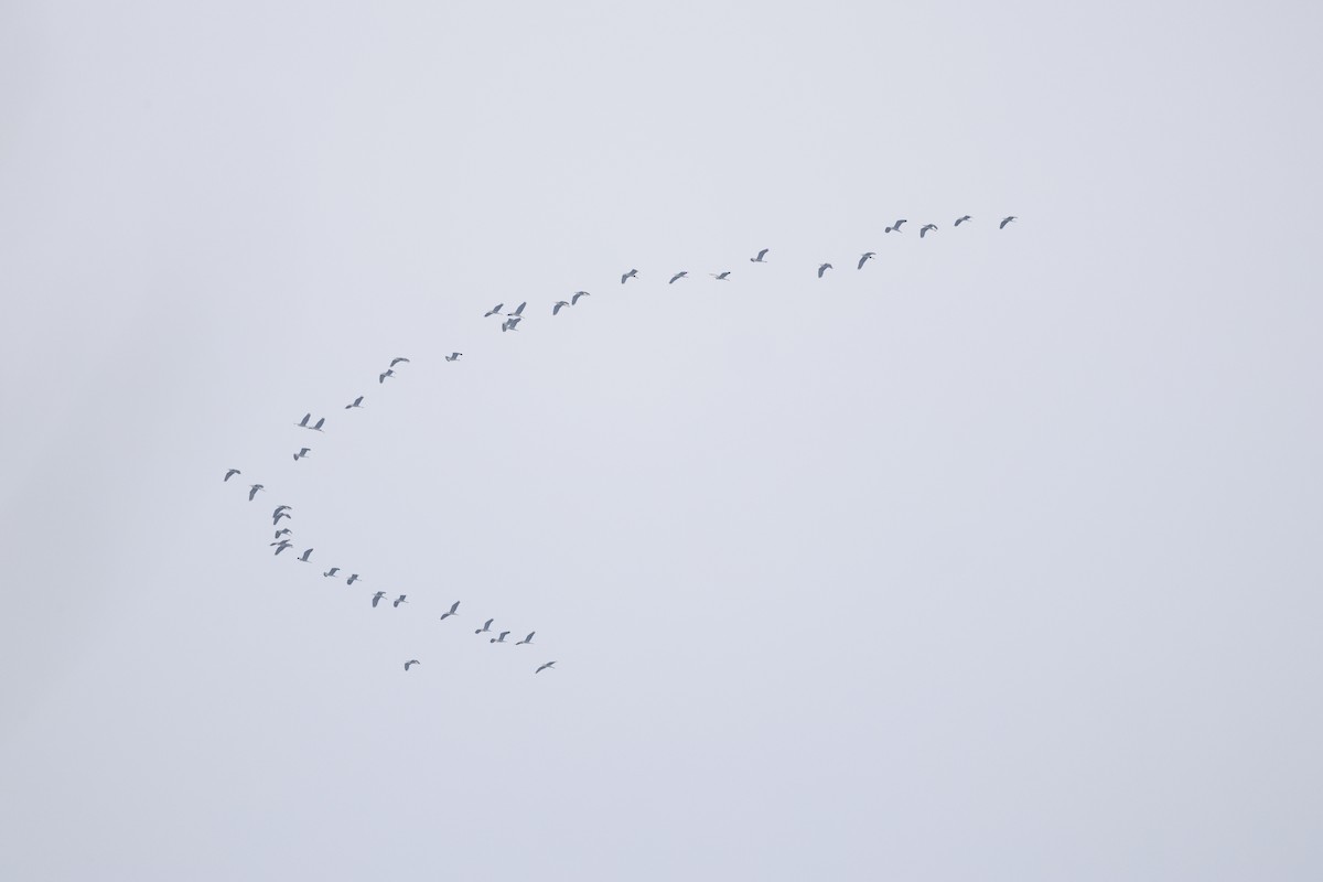 Gray Heron - ML644455527