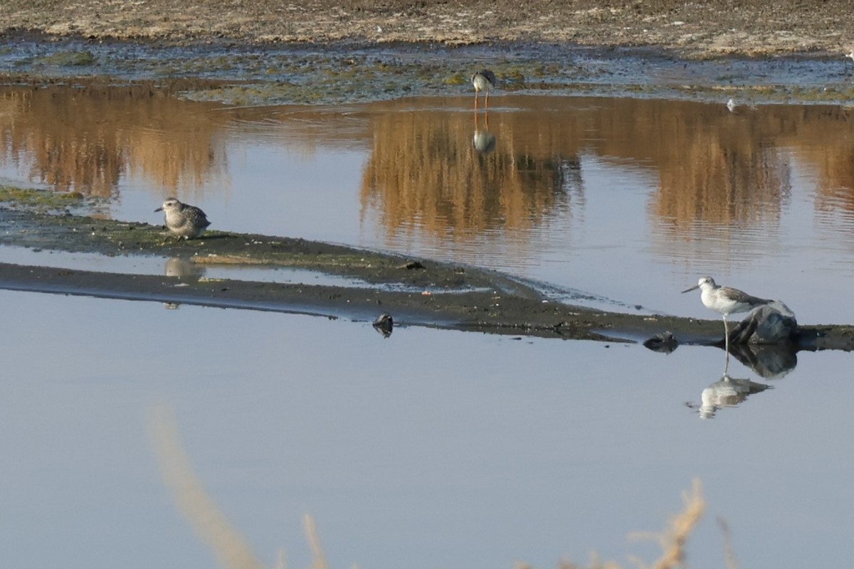 Common Greenshank - ML644455528