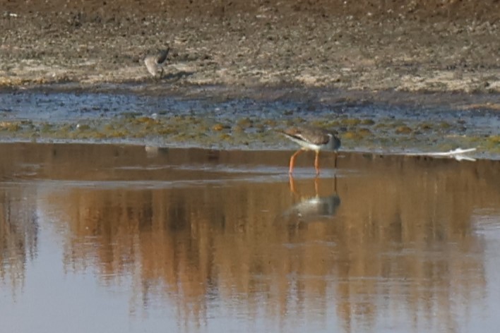 Common Redshank - ML644455529