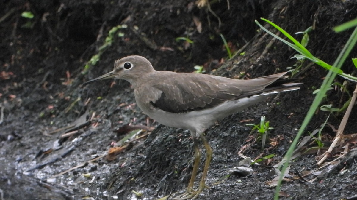 Solitary Sandpiper - ML644455536