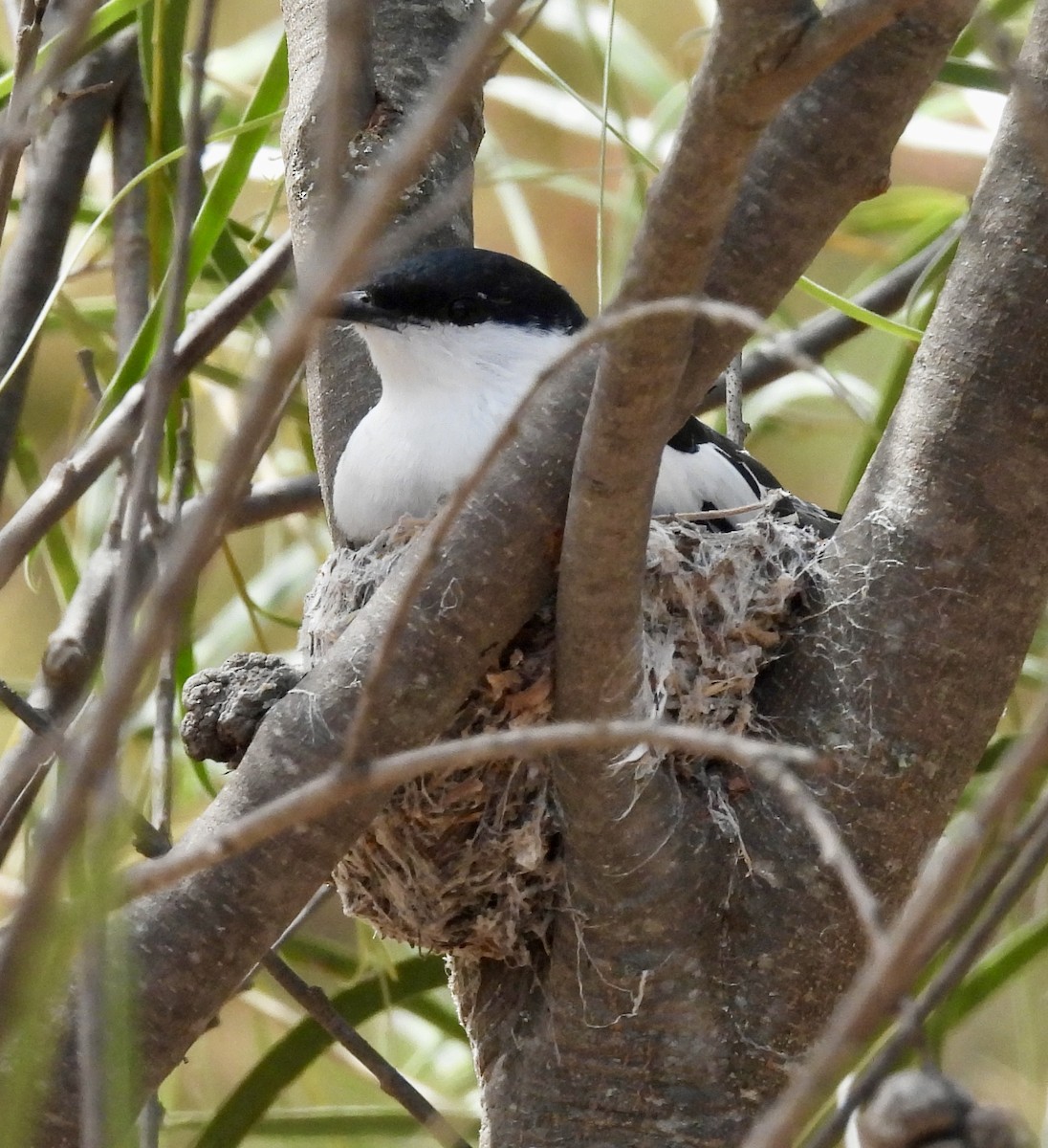 White-winged Triller - ML644455537