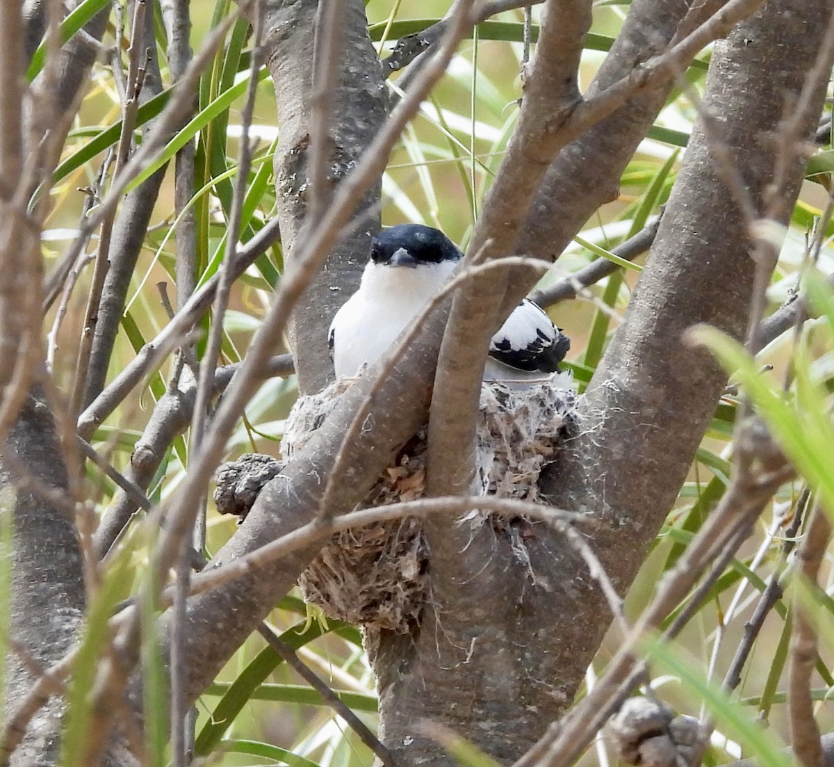 White-winged Triller - ML644455538