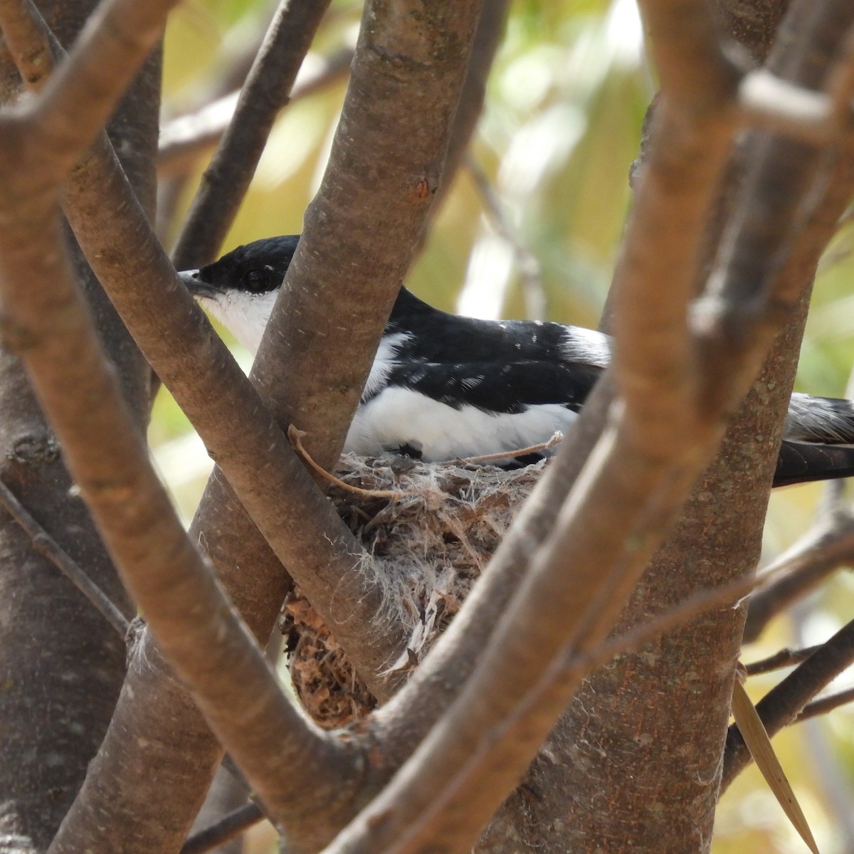 White-winged Triller - ML644455539