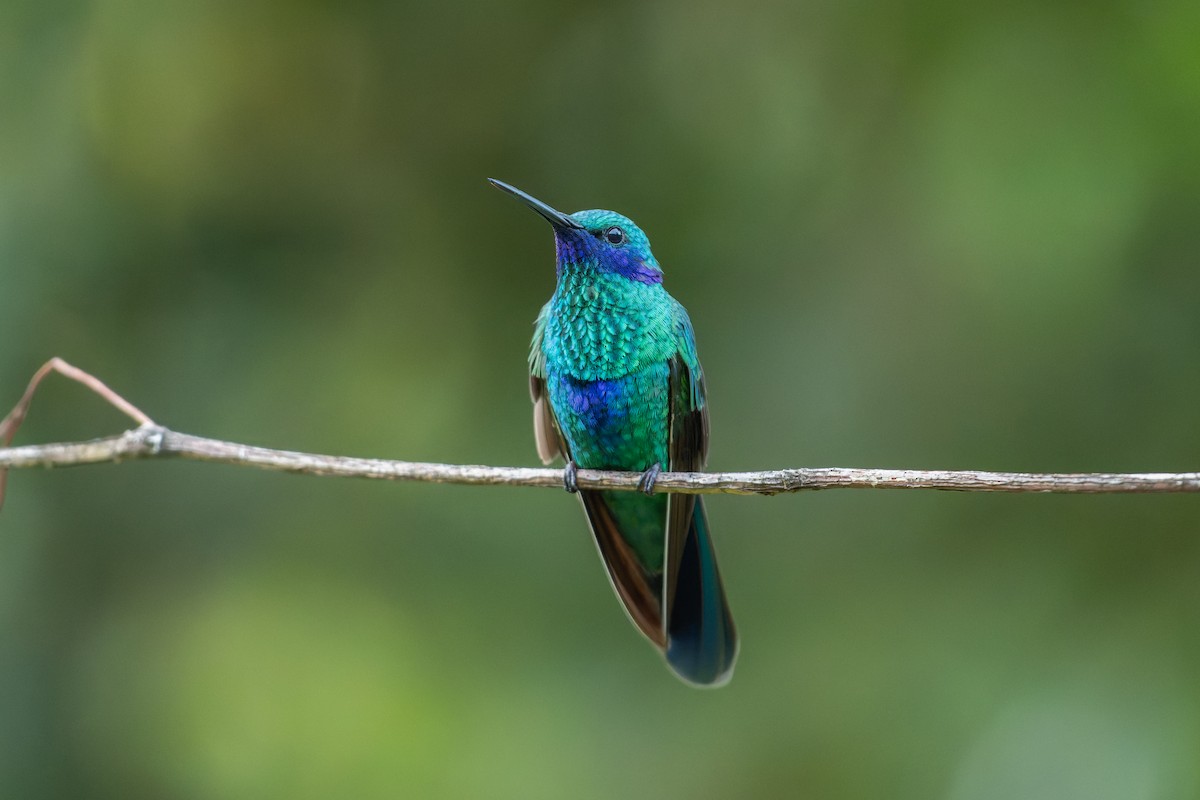 Sparkling Violetear - ML644455540