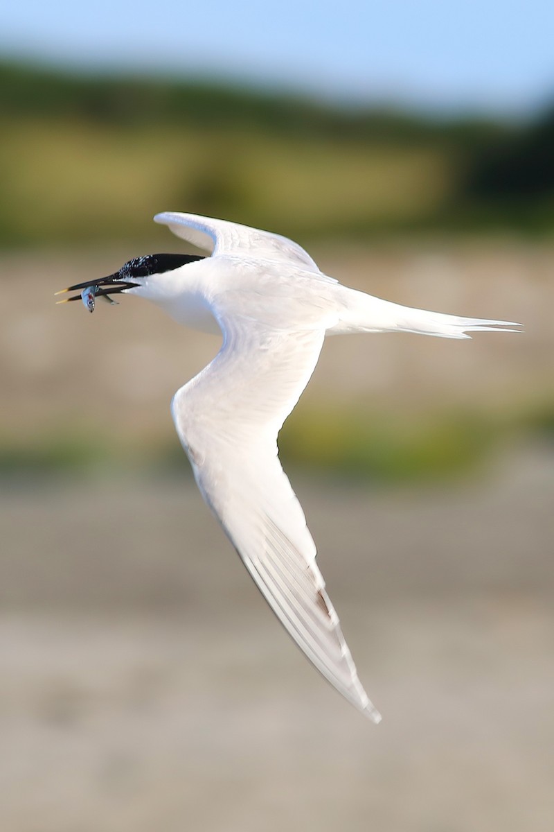 Sandwich Tern - ML644455541
