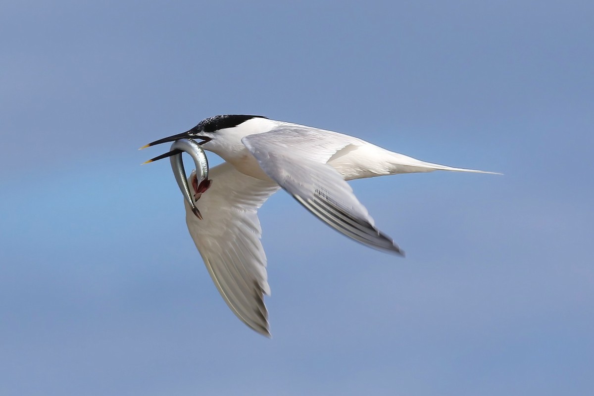 Sandwich Tern - ML644455542