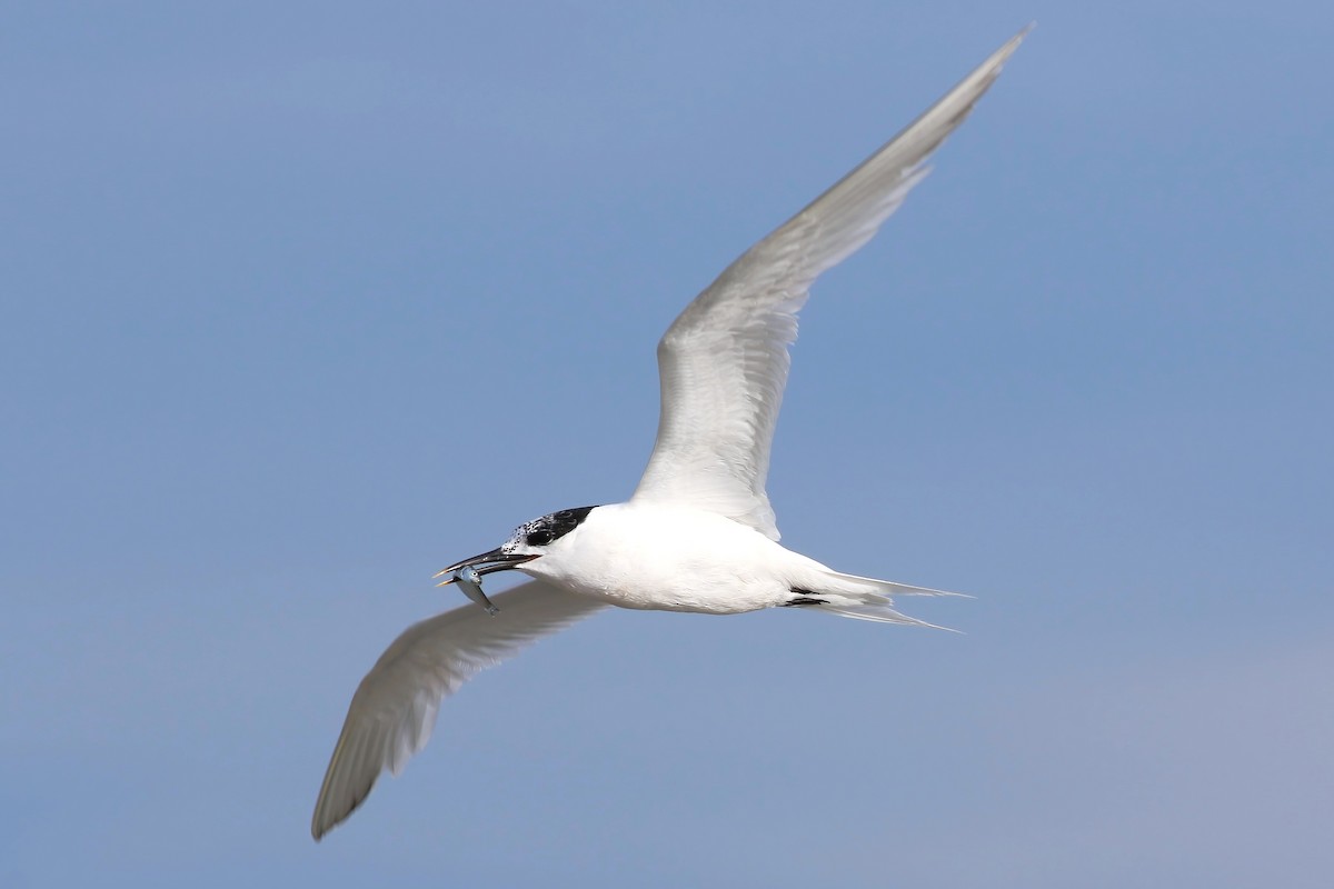 Sandwich Tern - ML644455543