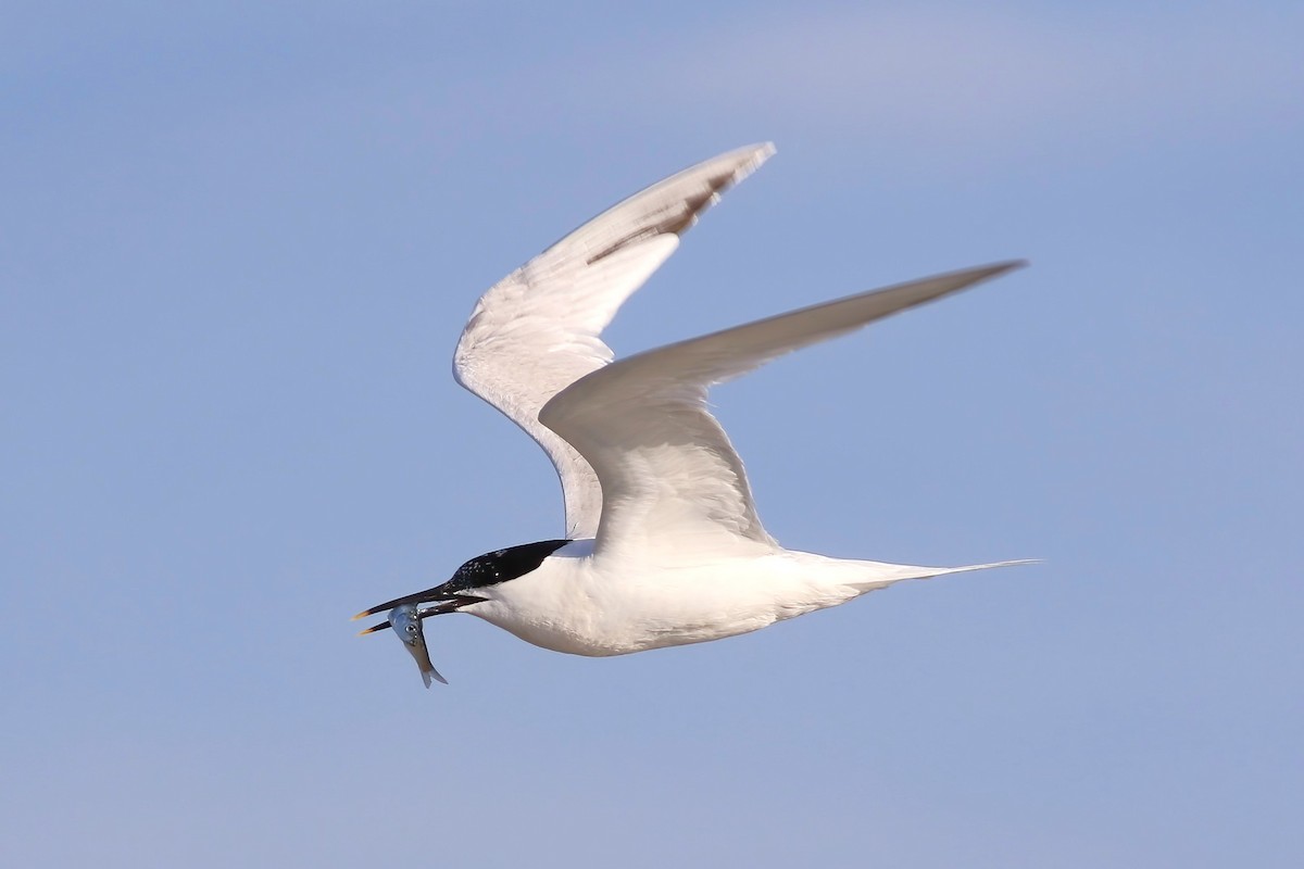 Sandwich Tern - ML644455544