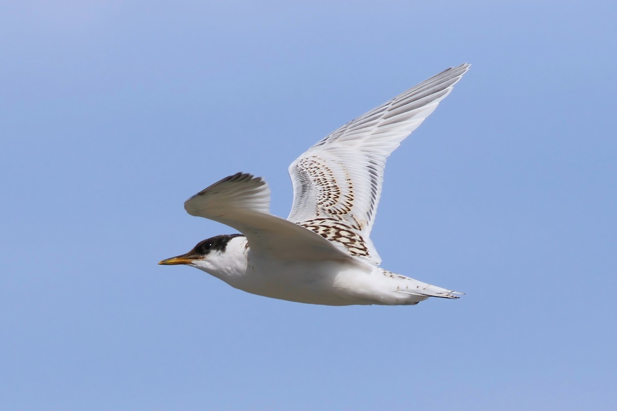 Sandwich Tern - ML644455545