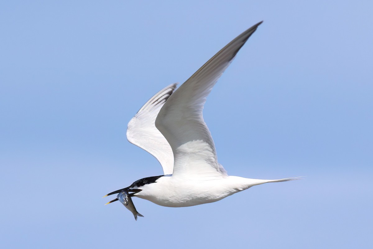 Sandwich Tern - ML644455546