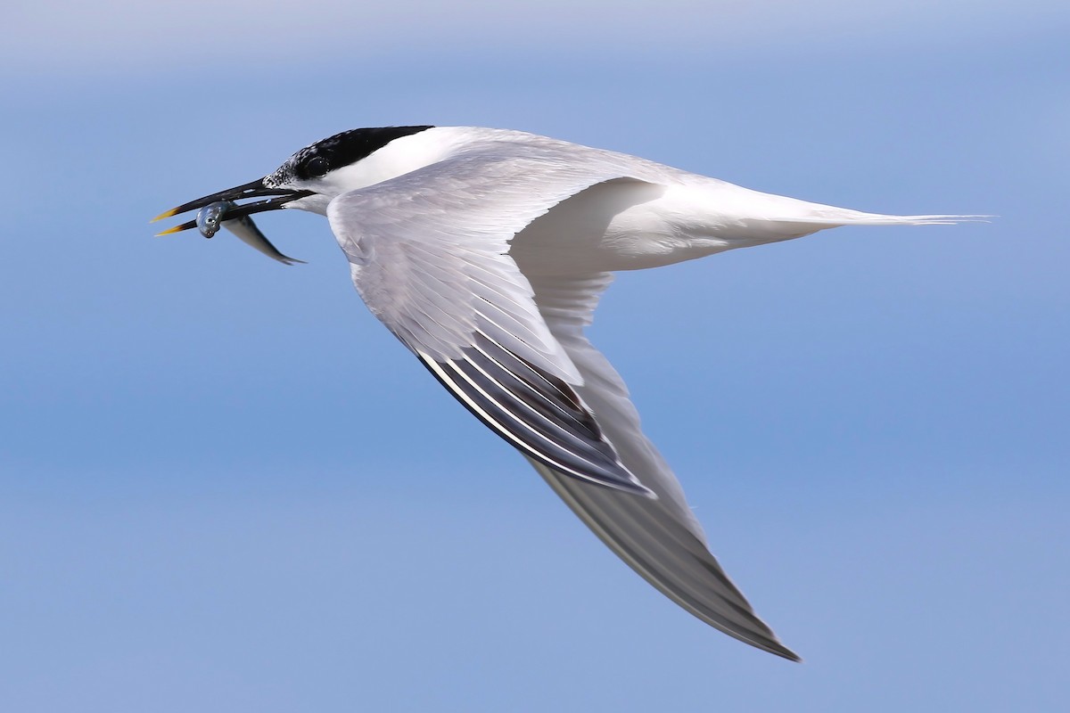 Sandwich Tern - ML644455547