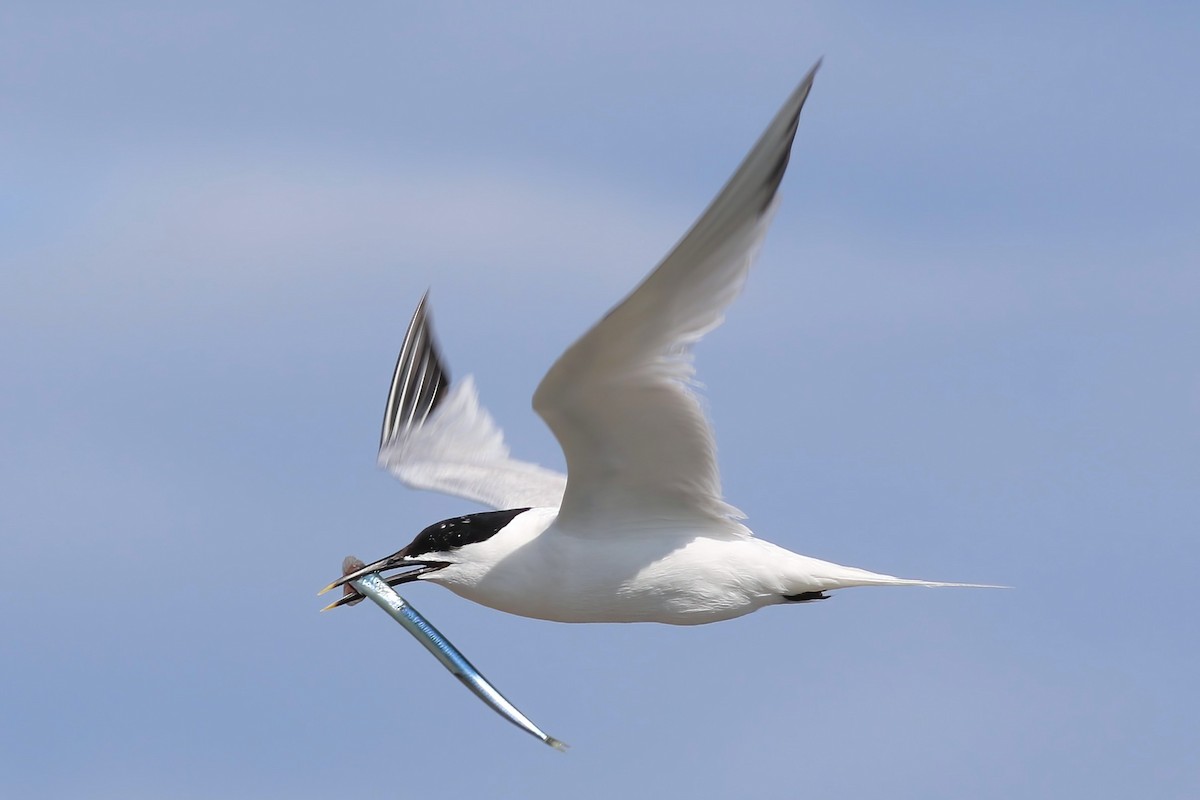 Sandwich Tern - ML644455548