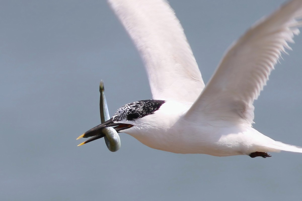 Sandwich Tern - ML644455549