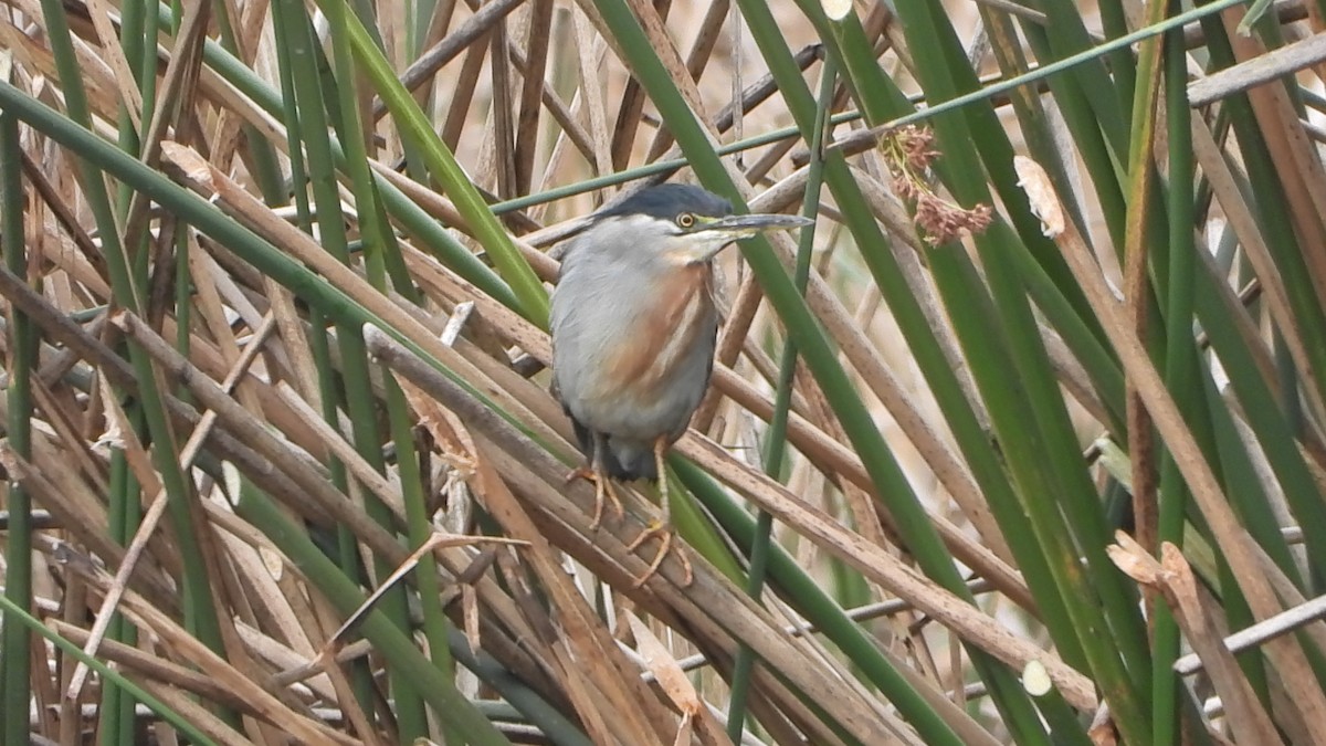 Striated Heron - ML644455551