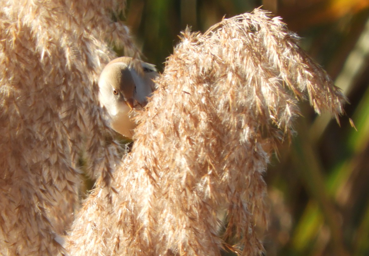 ヒゲガラ - ML644455554