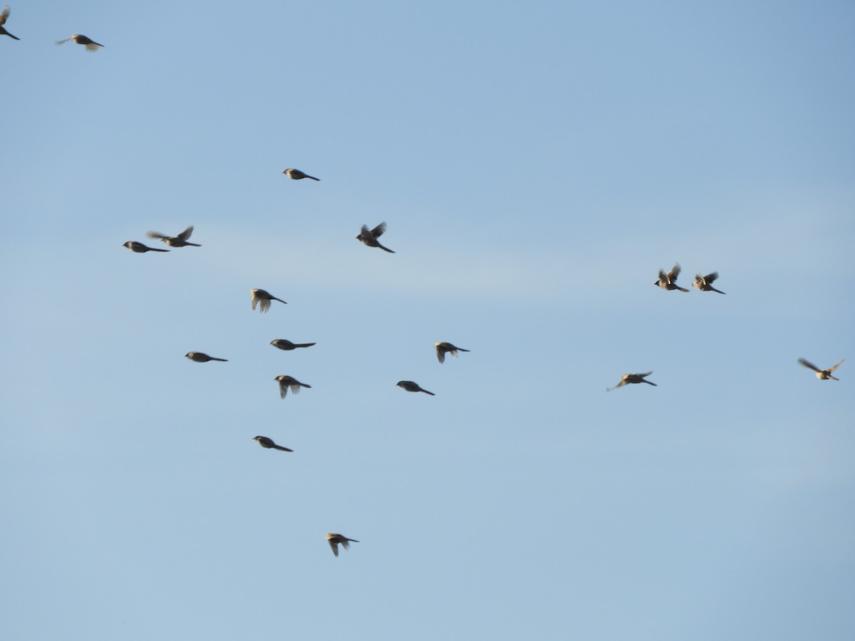 ヒゲガラ - ML644455555