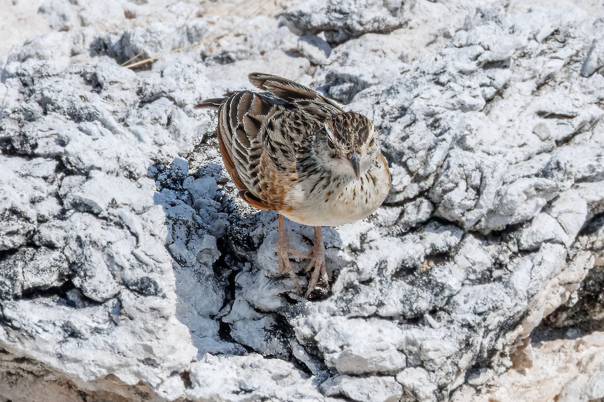 Rufous-naped Lark - ML644455579