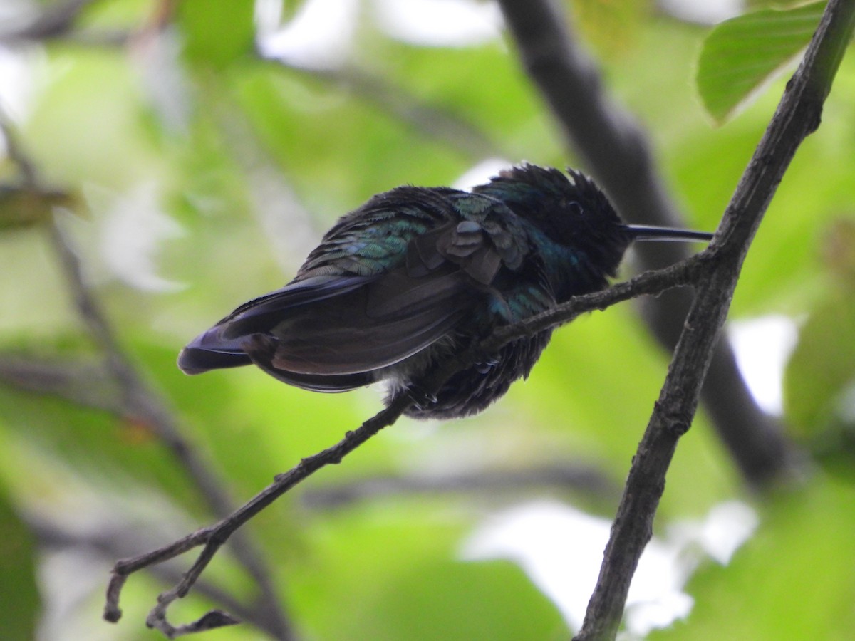 Sparkling Violetear - ML644455583