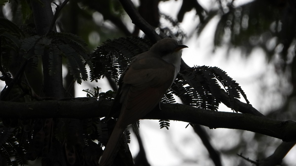 Yellow-billed Cuckoo - ML644455596