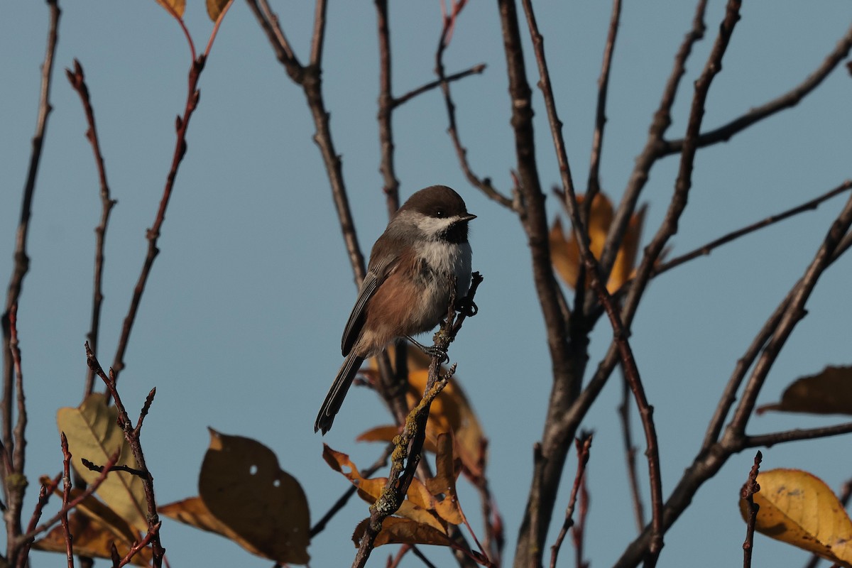 kanadameis - ML644455600