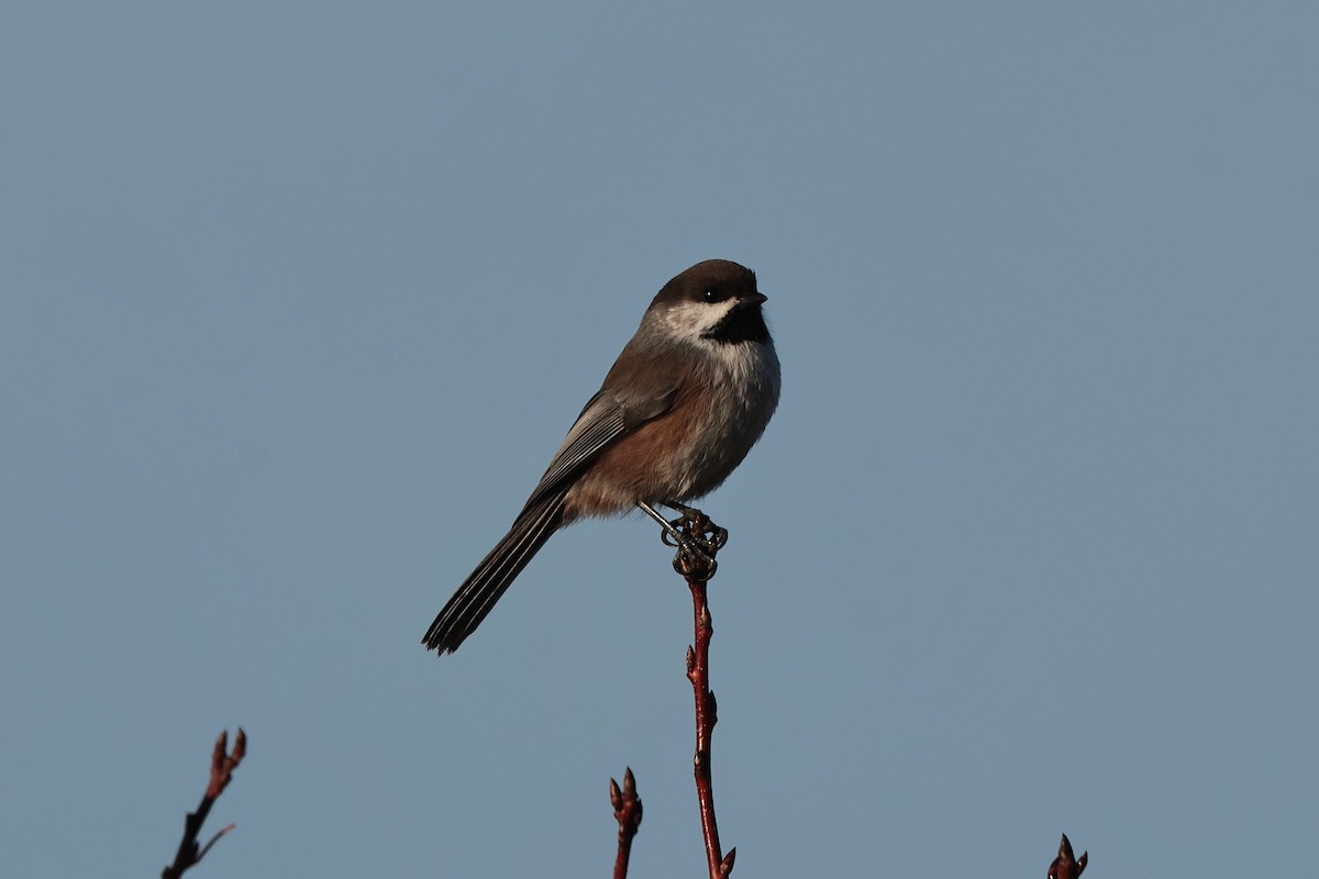 kanadameis - ML644455601