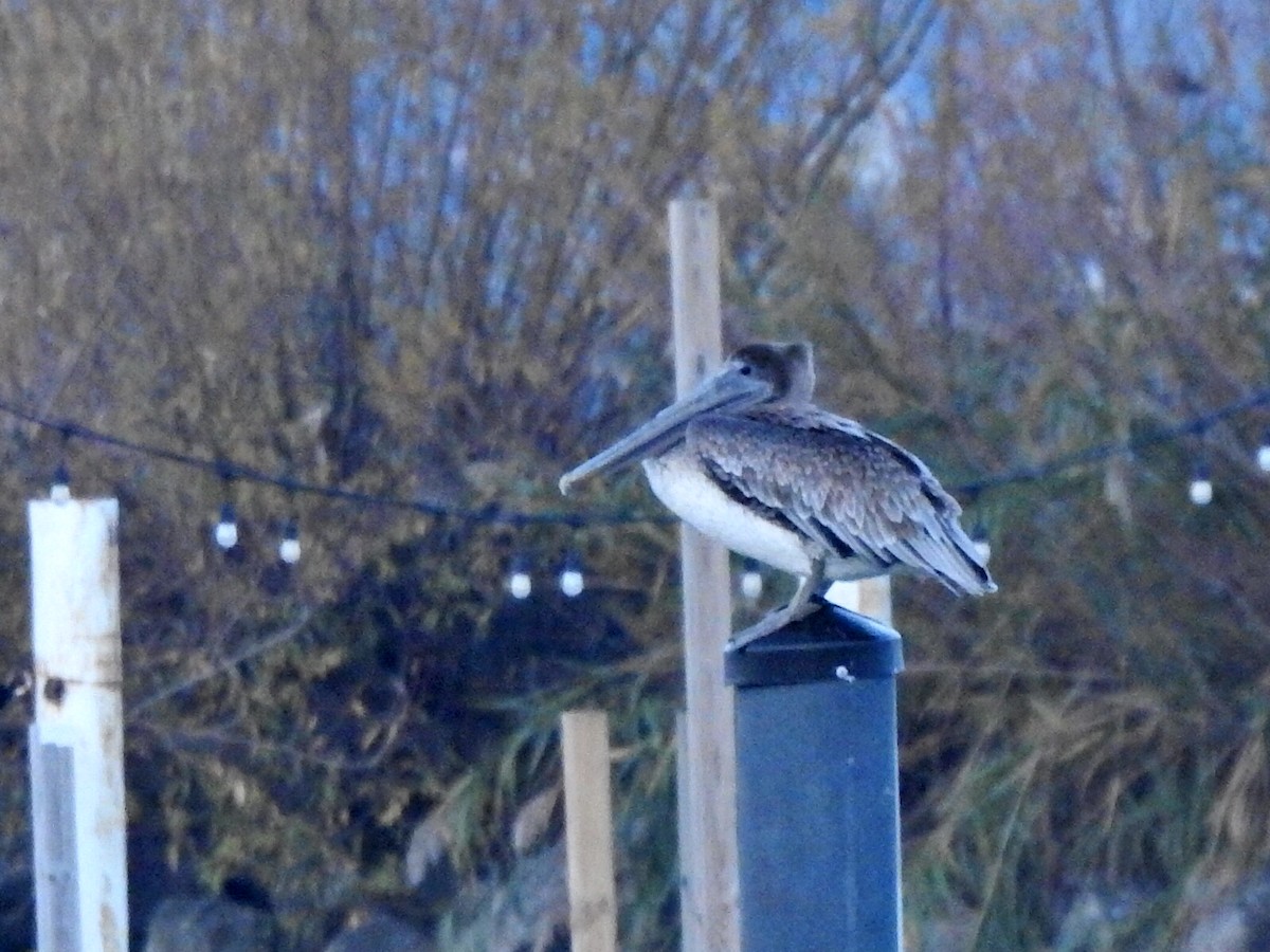 Brown Pelican - ML644455603