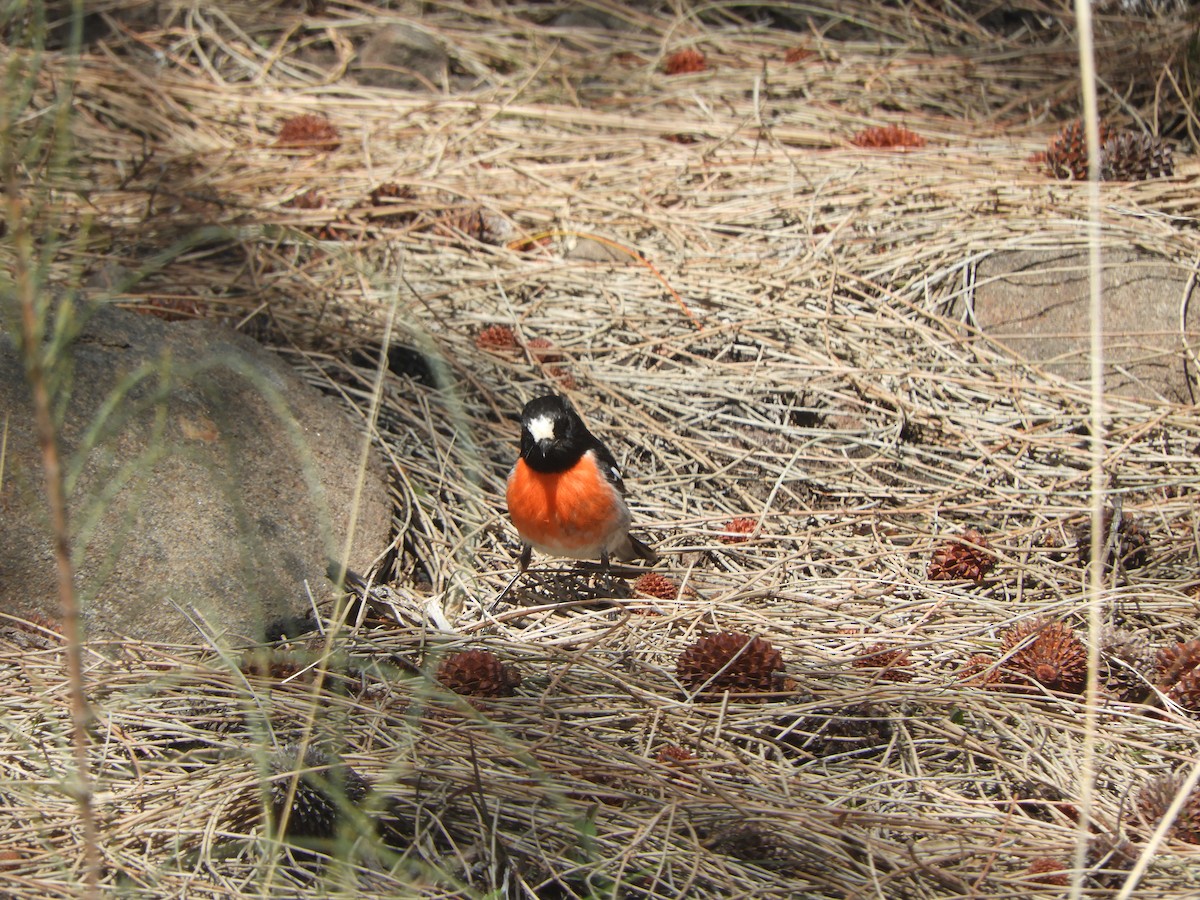 Scarlet Robin - ML644455604