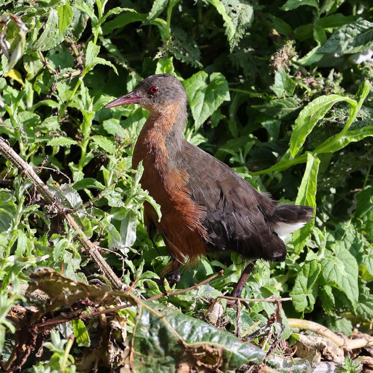 Rouget's Rail - ML644455608