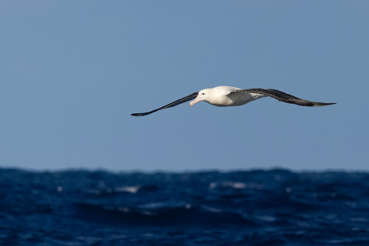 Antipodean Albatross (Gibson's) - ML644455609