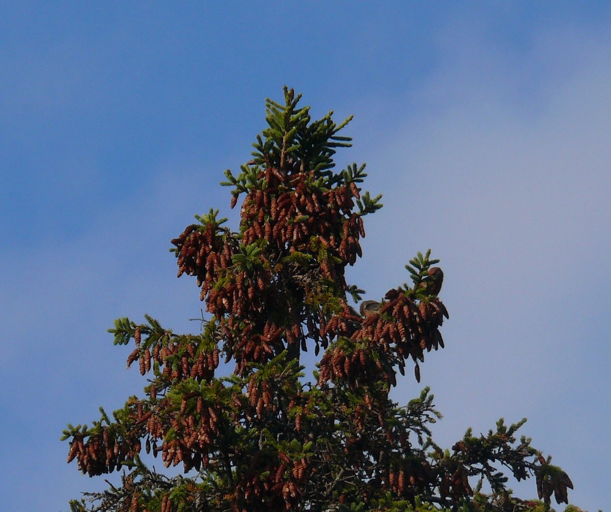 צלוב-מקור אדום - ML644455612