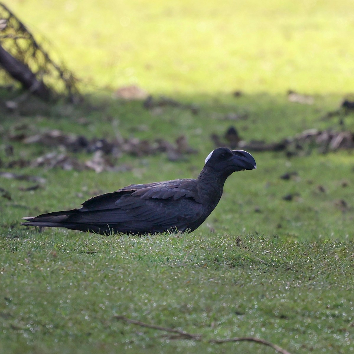 Thick-billed Raven - ML644455613