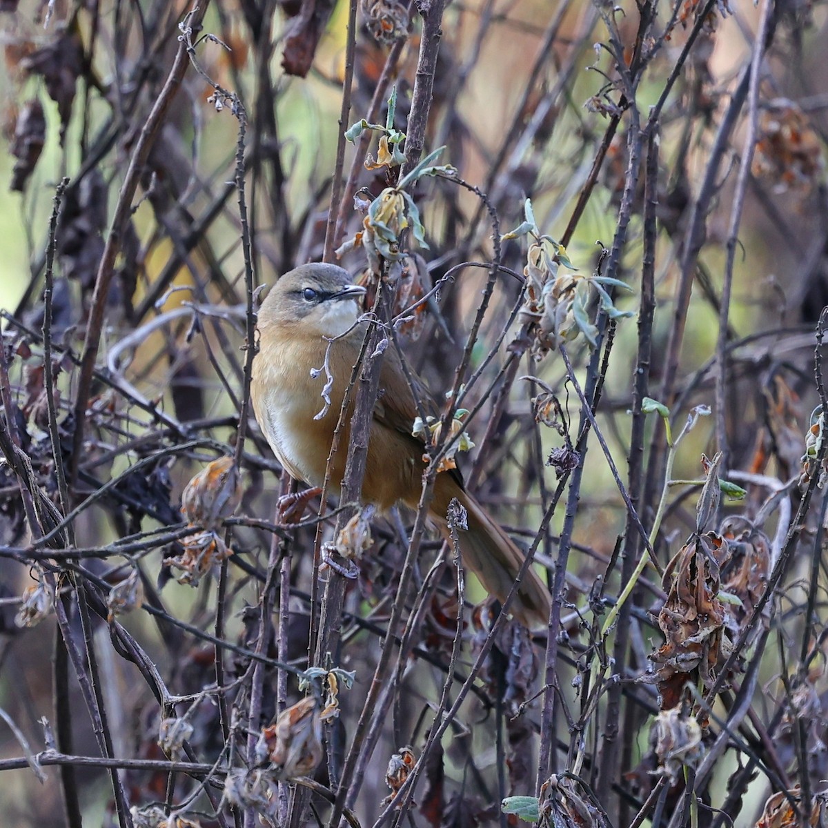 Cinnamon Bracken-Warbler - ML644455617