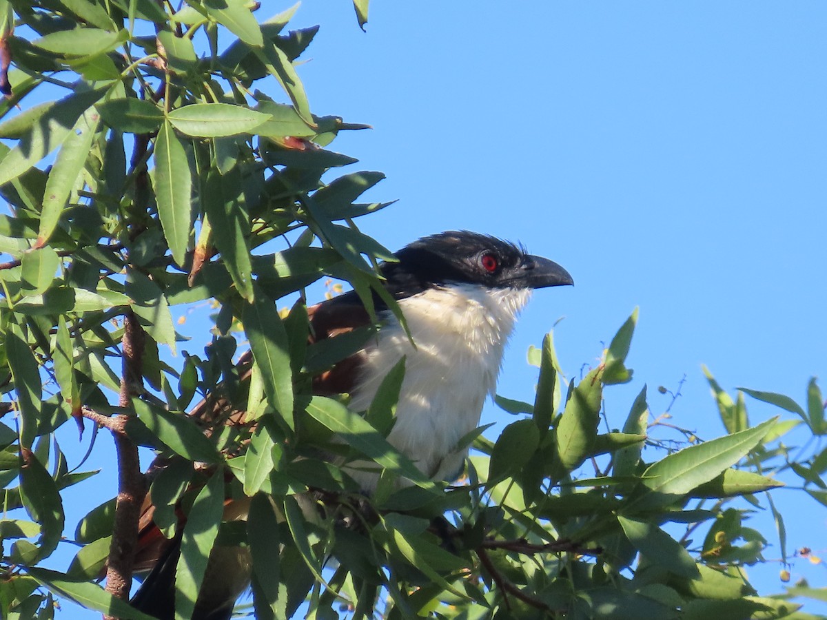Burchell's Coucal - ML644455623