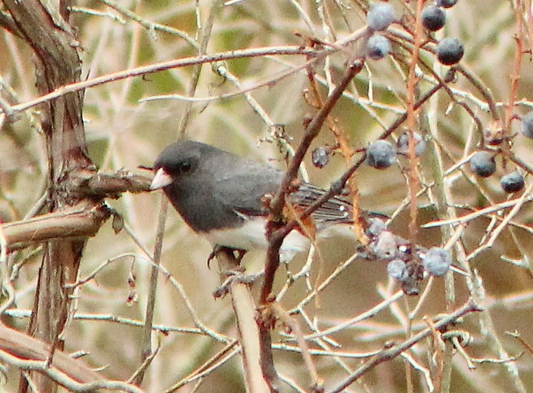 Dark-eyed Junco (Slate-colored) - ML644455624