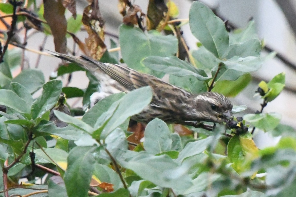 Purple Finch - ML644455626