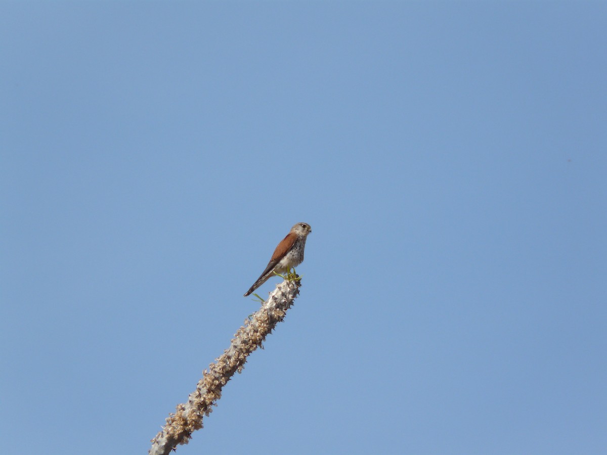 Malagasy Kestrel - ML644455629