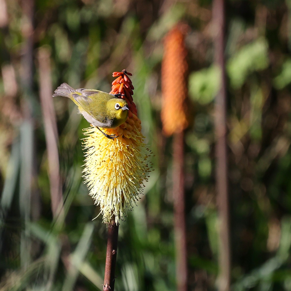 Ethiopian White-eye - ML644455630