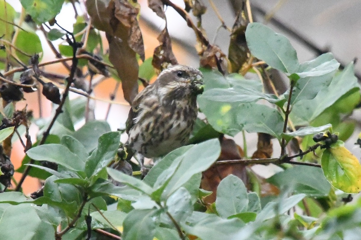 Purple Finch - ML644455631