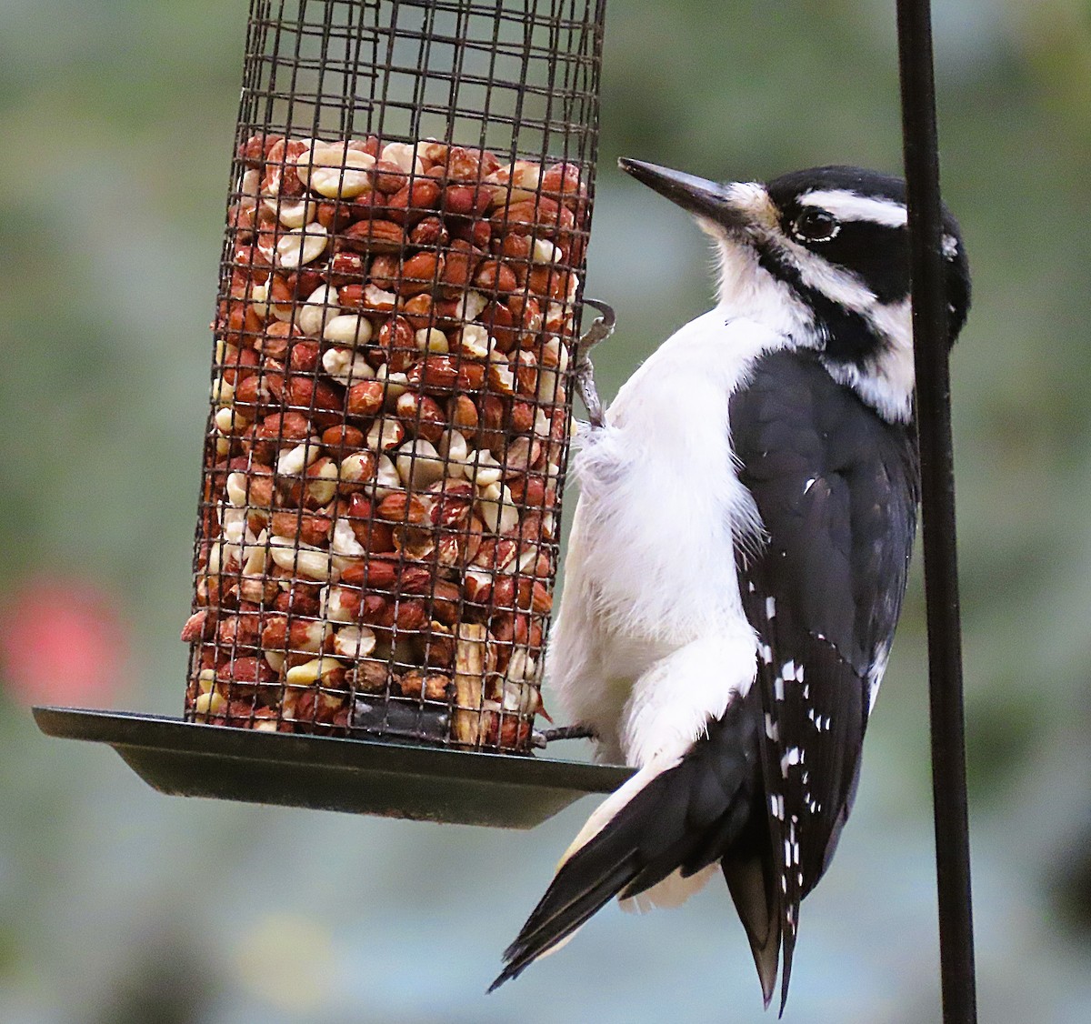 Hairy Woodpecker - ML644455633