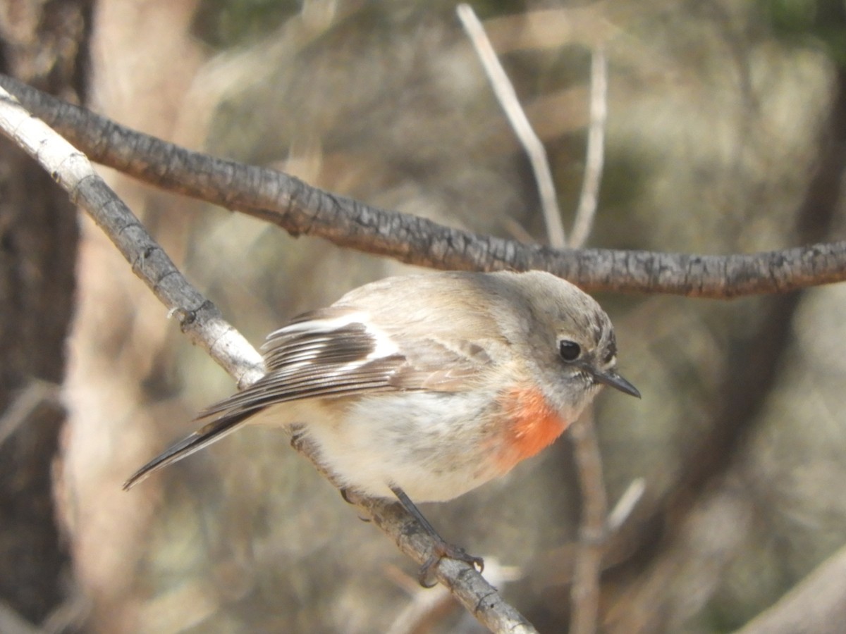 Scarlet Robin - ML644455634