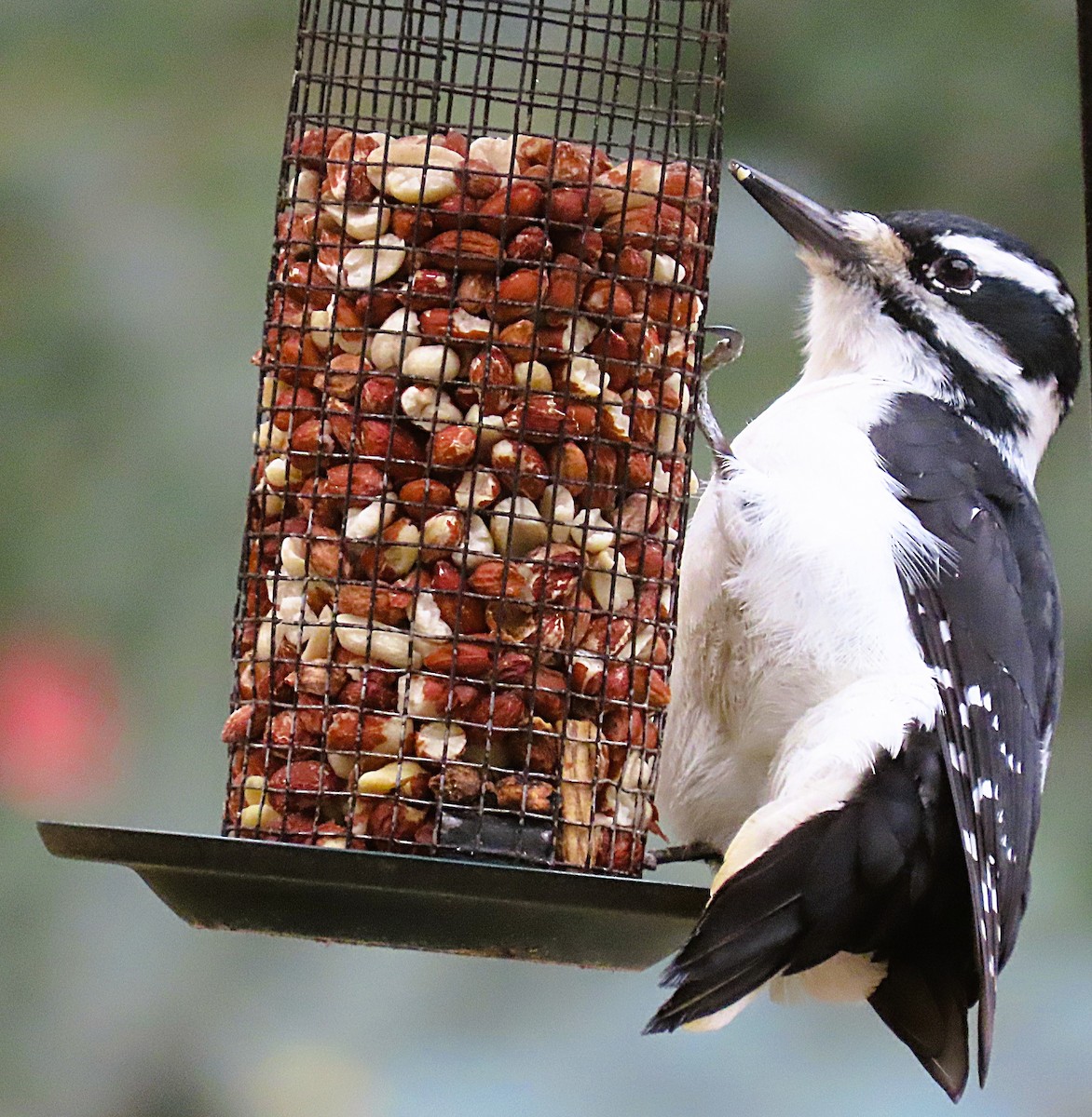 Hairy Woodpecker - ML644455636