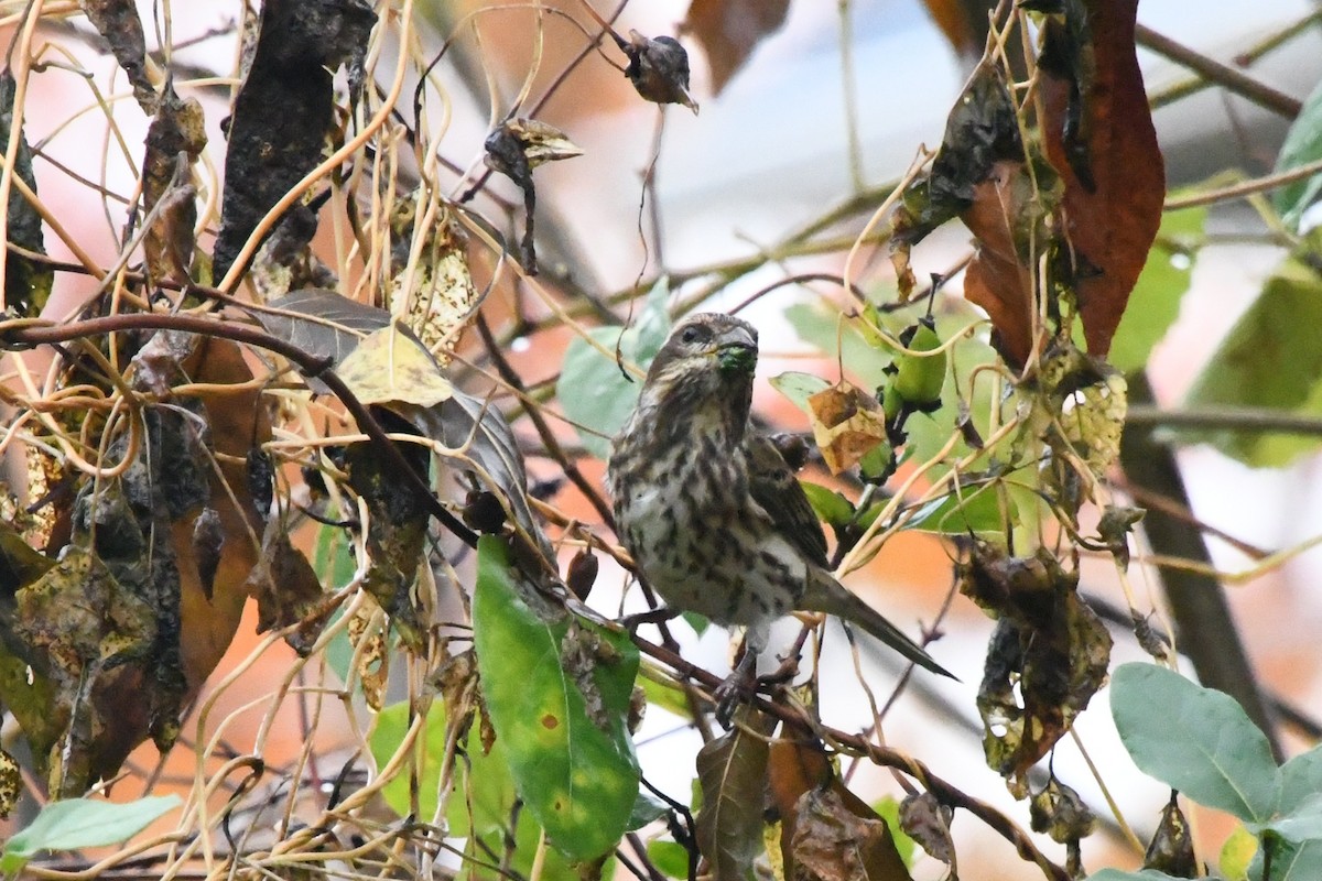 Purple Finch - ML644455637