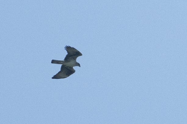 Aigle de Bonelli - ML644455640